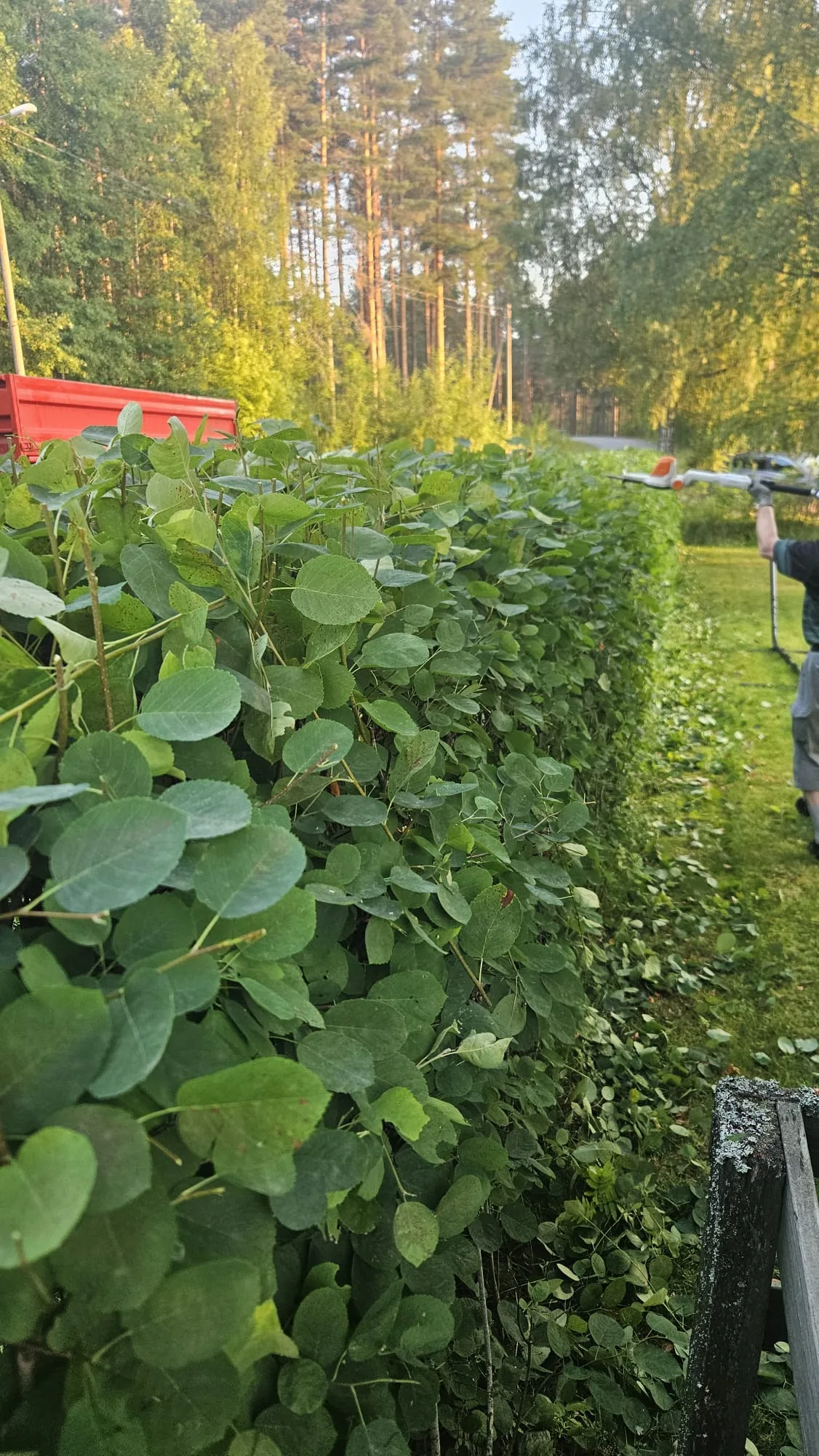 Pensasaidan leikkaus