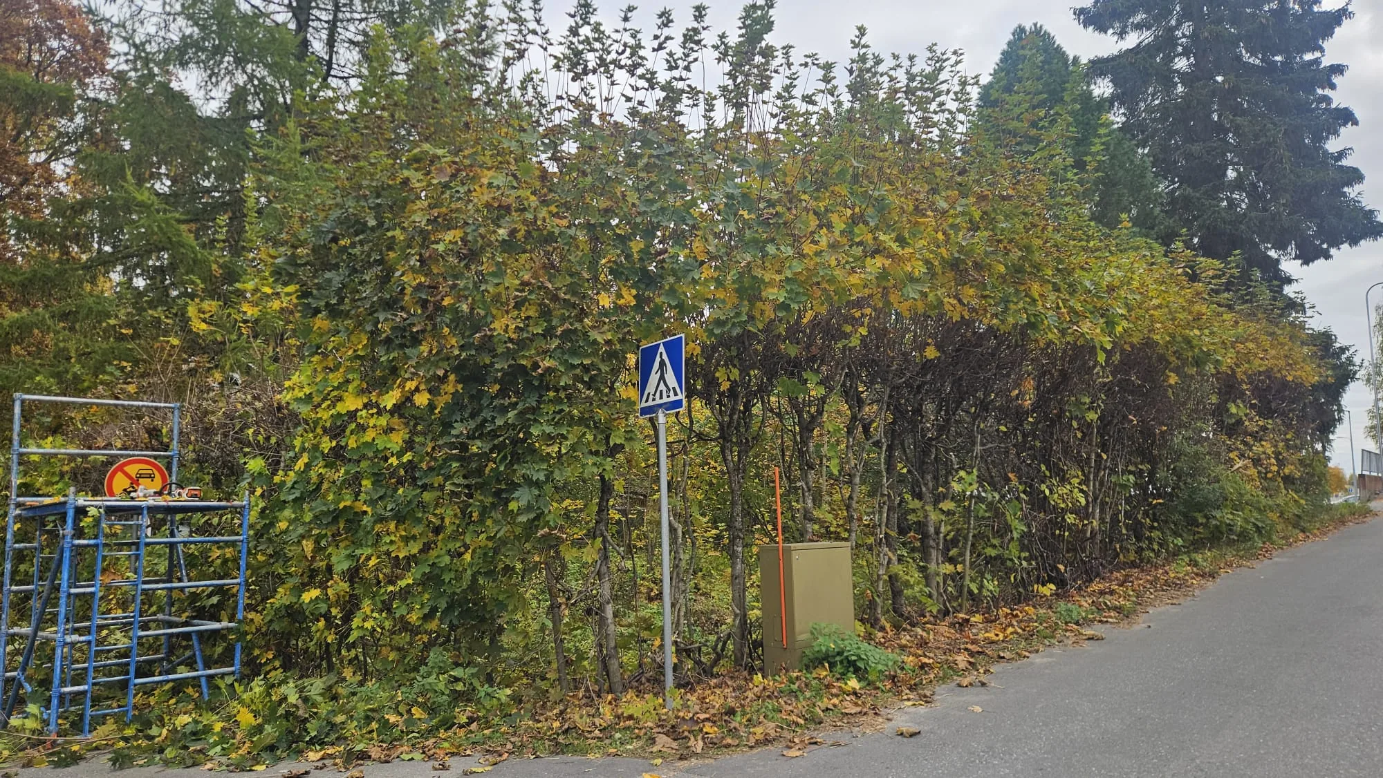 Iso pensasaita ennen karsintaa – viheralueiden hoito taloyhtiöllä